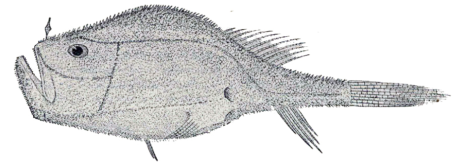 Chaunax pictus_01.jpg